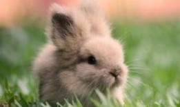 网红兔子吃瓜,揭秘娱乐圈幕后真相