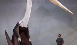 风神翼龙最新爆料图片,神秘翼龙形象首次曝光，带你领略远古生物风采