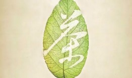 树叶最新爆料文案短句,揭秘娱乐圈最新幕后故事