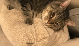 网红小猫吃瓜,萌态十足引网友热议